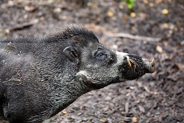 Image showing endangered boar of Visayan warty pig