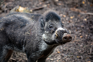 Image showing endangered boar of Visayan warty pig