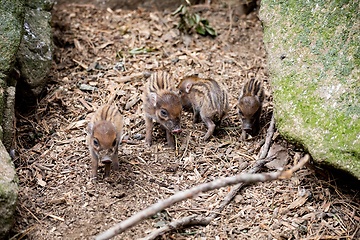 Image showing endangered small baby of Visayan warty pig