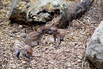 Image showing endangered small baby of Visayan warty pig