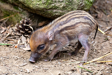 Image showing endangered small baby of Visayan warty pig