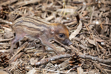 Image showing endangered small baby of Visayan warty pig