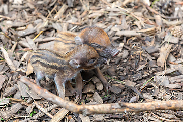 Image showing endangered small baby of Visayan warty pig