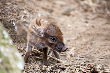 Image showing endangered small baby of Visayan warty pig