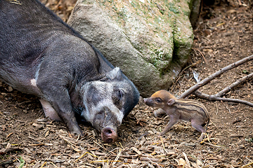 Image showing endangered small baby of Visayan warty pig