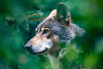 Image showing hunting european wolf, Potrait in forest