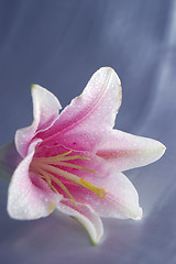 Image showing beautiful exotic lily