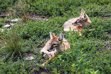 Image showing Korsak or steppe Fox a predatory mammal