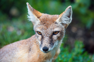 Image showing Korsak or steppe Fox a predatory mammal