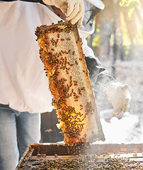 Image showing Bees, nature and hands with honey for beekeeping hobby, sustainable farming and organic food products. Hive production, agriculture and beekeeper in safety suit harvesting natural and fresh honeycomb