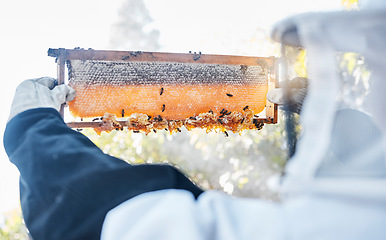 Image showing Bees, beekeeper and honey nutrition on farm for eco friendly, honeycomb industry and farmer working in countryside. Beekeeping, raw organic wax and natural sustainability farming or harvest process
