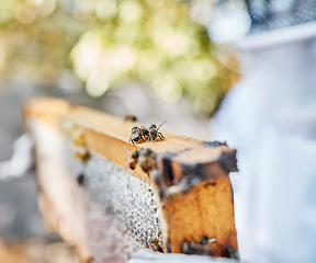 Image showing Frame, beehive and bees for outdoor apiculture, farming and honey production in countryside in summer. Insect nest, honeycomb and beeswax with beekeeper in blurred background at farm in Los Angeles