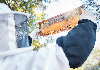 Image showing Honey, bees and bee farm employee with honeycomb frame ready for agriculture harvest and production. Sustainability, eco friendly and ecology farming in a garden for golden food product in nature