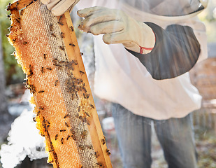 Image showing Beekeeper, farming and honeycomb frame, box and sustainability, organic production and manufacturing in ecology of environment. Closeup of farmer hands with bees, agriculture process and natural wax