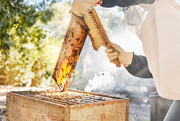 Image showing Honey, production and beekeeper with brush and honeycomb wood frame while working on bee farm for sustainability, food and farming process. Hand of farmer cleaning box for maintenance of bees