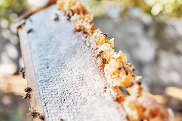 Image showing Wooden frame, bees or honeycomb texture on agriculture farm, countryside environment or sustainability nature in healthy food industry. Zoom, texture or insects and wax product or organic sweet syrup