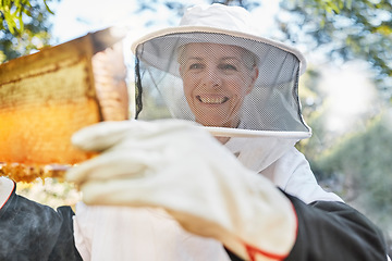 Image showing Beekeeping, farm and woman beekeeper in the honey production industry working on sustainable field. Eco friendly, farming and female farmer busy with natural bee honeycomb process in agro environment