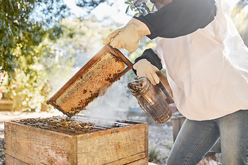Image showing Smoker, honey and beekeeping with farmer in countryside for ecology, organic and sustainability. Health, safety and honeycomb in frame with beekeeper and smoke for production, natural and extraction