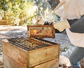 Image showing Sustainability, beekeeping and nature, beekeeper with honeycomb in backyard bee farm. Farming, bees and agriculture, eco friendly honey manufacturing industry and safety for sustainable bee farmer.