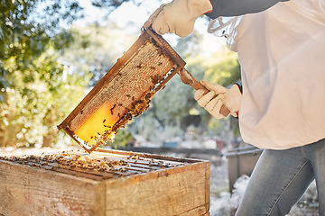 Image showing Beekeeper, beehive with a person removing beeswax from a hive on an eco friendly farm. Extraction, bees wax and hands of farmer beekeeping on a honeybee environment with honeycomb in nature