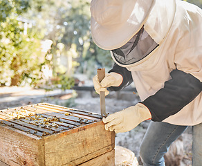 Image showing Beekeeper, bees and honey production process for natural organic wax extraction, sustainability farming and honeycomb industry worker on farm. Beekeeping equipment, bee hive and bees wax farmer