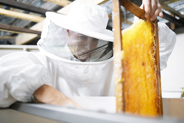 Image showing Honeycomb, honey production and woman, farmer with suit for safety, manufacturing process with beekeeper and workshop. Bee farming, natural product from bees and organic, eco friendly and extraction.