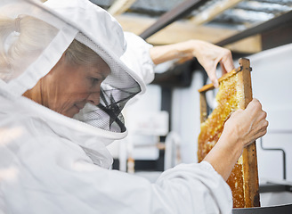 Image showing Bee farm, honey frame and woman putting honeycomb into extractor machine in factory. Beekeeper, manufacturing and female small business farmer in safety suit holding beehive for harvest at plant.