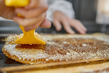 Image showing Beekeeping, honeycomb and hands with tools for honey collection, extraction and production process. Nature, farming and beekeeper with equipment to harvest natural, organic and food produce from bees