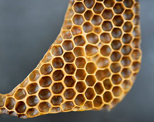 Image showing Honey, product and agriculture with a honeycomb in studio on a gray background for sustainability or farming. Texture, hexagon and production with natural bee produce inside for extraction or process