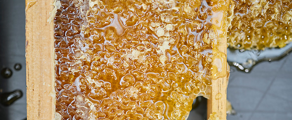 Image showing Honey, natural and product, liquid and gold with beekeeping, farming and production process. Agriculture, bee farming and food texture, sweet syrup zoom and honeycomb with wood frame and healthy.