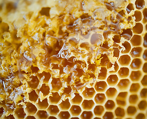 Image showing Honey, natural honeycomb and closeup with gold, healthy and organic product for wellness, sweet and sticky. Macro zoom, apiculture and production for bee agriculture, nutrition and harvesting process