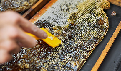 Image showing Hands, beekeeper or upcapping tool in honey harvest, sustainability agriculture or bees product on countryside food farming. Zoom on insect scraper, honeycomb or hive equipment for sweet syrup farmer