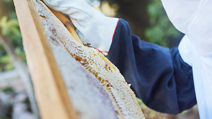 Image showing Hands, beekeeper or checking wooden frame on honey farm, sustainability agriculture land or healthy food field. Zoom, texture or farmer and insect box for sweet syrup harvest or healthcare production