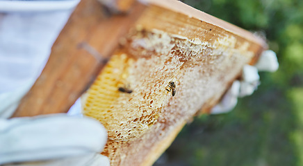 Image showing Hands, beekeeper or wooden frame check on honey production farm, sustainability agriculture or healthy food manufacturing. Zoom, texture or insect bees farmer and beehive container or countryside box