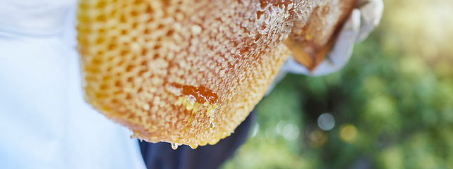 Image showing Honeycomb, bee production and honey farm harvest in a eco friendly, sustainability and green garden. Agriculture, bees and small business farmer harvest with a beekeeper worker holding gold beeswax