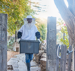 Image showing Beekeeping, nature and woman with box in garden with protection suit to harvest, collect and extract honeycomb. Farming, bees and female beekeeper with crate of organic, natural and healthy honey