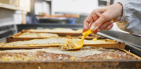 Image showing Hands, honeycomb and harvest tools for beeswax, farming and eco friendly production. Beekeeper, worker and propolis process on frame for natural product, manufacturing and sustainability in ecology