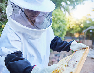 Image showing Woman, beekeeper hat or wooden frame check in honey harvesting, sustainability agriculture or nature countryside farming. Worker, insects or bees farmer in sweet syrup, healthy food or wax production