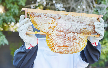 Image showing Beekeeping, nature and hands with honey frame ready to harvest, extraction and collect natural product from bees. Sustainable farming, agriculture and beekeeper with organic honeycomb from beehive