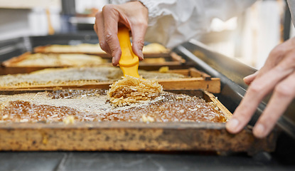 Image showing Honey frame, hands and harvest tool for uncapping beeswax at factory farm. Farming worker, beekeeping industry and person harvesting natural, organic and healthy food product at manufacturing plant.