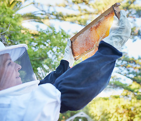 Image showing Bee farm, honey frame and woman checking honeycomb outdoors. Beekeeping, startup and female small business owner, farmer or employee in safety suit holding up beehive for inspection of harvest time.