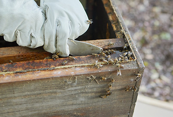 Image showing Beekeeper hands, honey production and bees business on agriculture bee farm for honeycomb. Working, farmer and eco friendly sustainability harvest with a wood box for beekeeping and beeswax