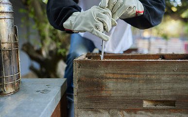 Image showing Beekeeper, hive tool and opening box, crate and storage to remove frame for honeycomb production process. Bees, insects and farmer hands collect wood container for harvest, sustainability and ecology