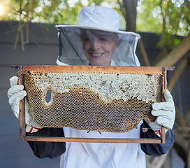 Image showing Bees, senior woman and honey production of a agriculture worker happy about bee produce. Sustainability, eco friendly and farming growth of a elderly woman in the countryside or garden with happiness