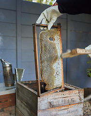 Image showing Bees, farm and beekeeper in honey production on an outdoor factory on a sustainable field. Beekeeping industry, farming and bee farmer manufacturing honeycomb with a organic process in nature.