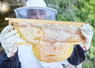 Image showing Honey, woman and beekeeper working in the countryside for agriculture, honey farming and production. Sustainability, honeycomb and raw product in frame with worker harvesting, process and extract