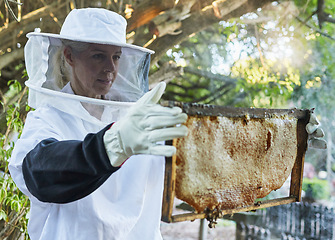 Image showing Woman, beekeeper hat or honeycomb check on honey production farm, sustainability farming land or healthy food agriculture. Mature worker, farmer or insect bees on wooden frame on Canada countryside