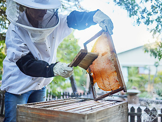 Image showing Bees, honey and brush for agriculture, sustainability and bee farmer production with a frame. Working farm employee brushing and doing farming inspection for small business with golden honeycomb