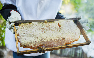 Image showing Honeycomb, frame and hands of beekeeper at farm ready for beeswax, propolis and honey harvest. Beekeeping, bees and person, worker and employee in safety gear holding beehive product for inspection.