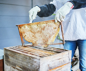 Image showing Hands, frame and beekeeping with a farm woman at work on a honey product while organic farming. Countryside, agriculture and sustainability with a female working as a beekeeper or natural farmer